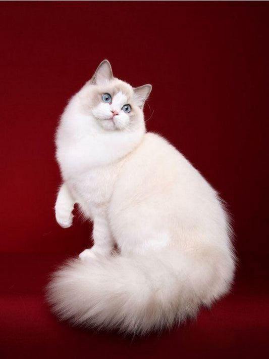 Ragdoll Cat | Diamond Painting