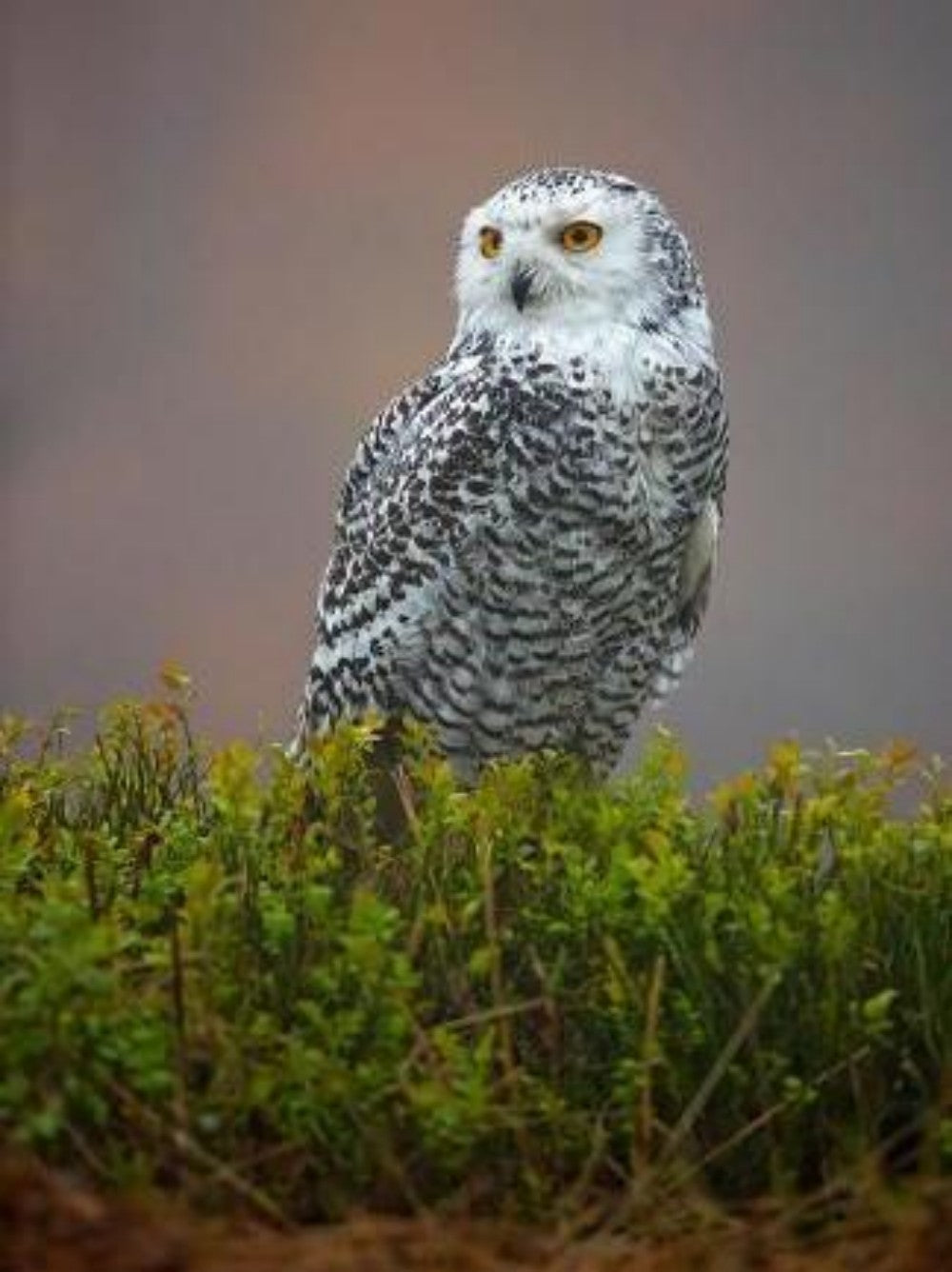 Snowy owl (White Owl) | Diamond Painting