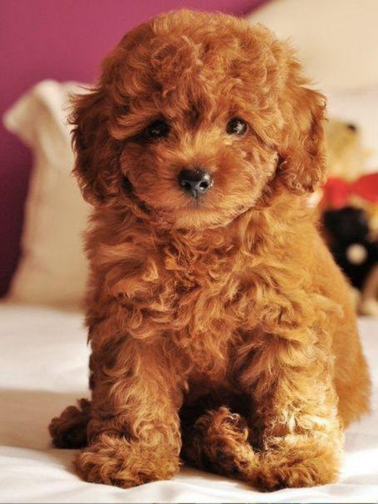 Poodle Dog | Diamond Painting