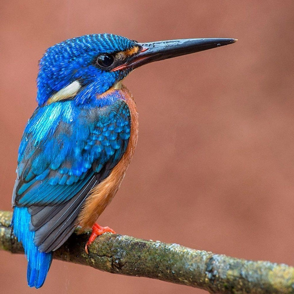 Kingfisher | Diamond Painting