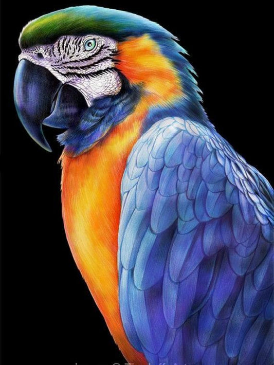 Macaw | Diamond Painting