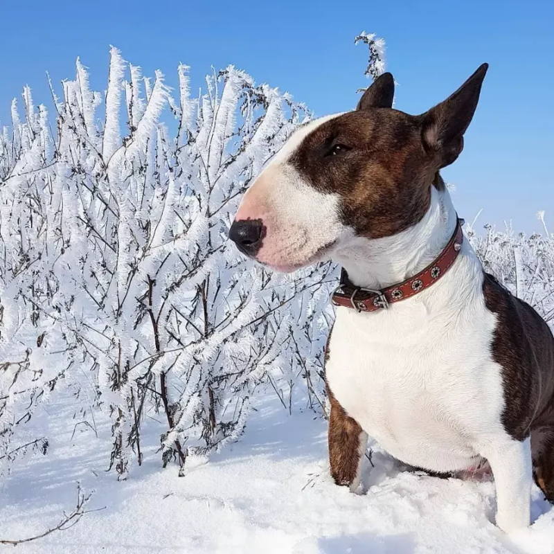 English Bull Terrier Dog | Diamond Painting