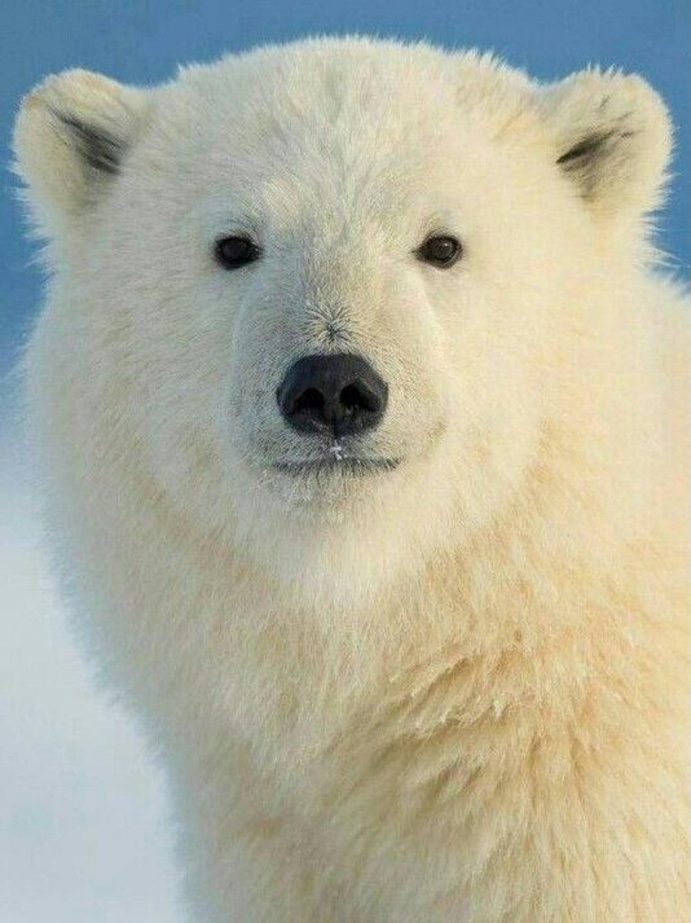 Polar Bear | Diamond Painting