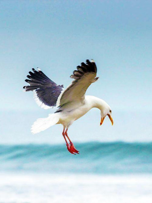 Gull | Diamond Painting