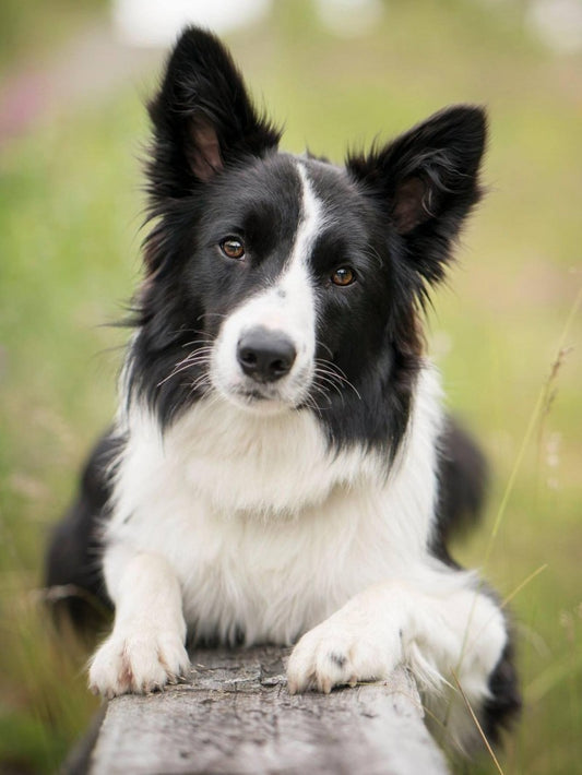 Dog Border Collie | Diamond Painting