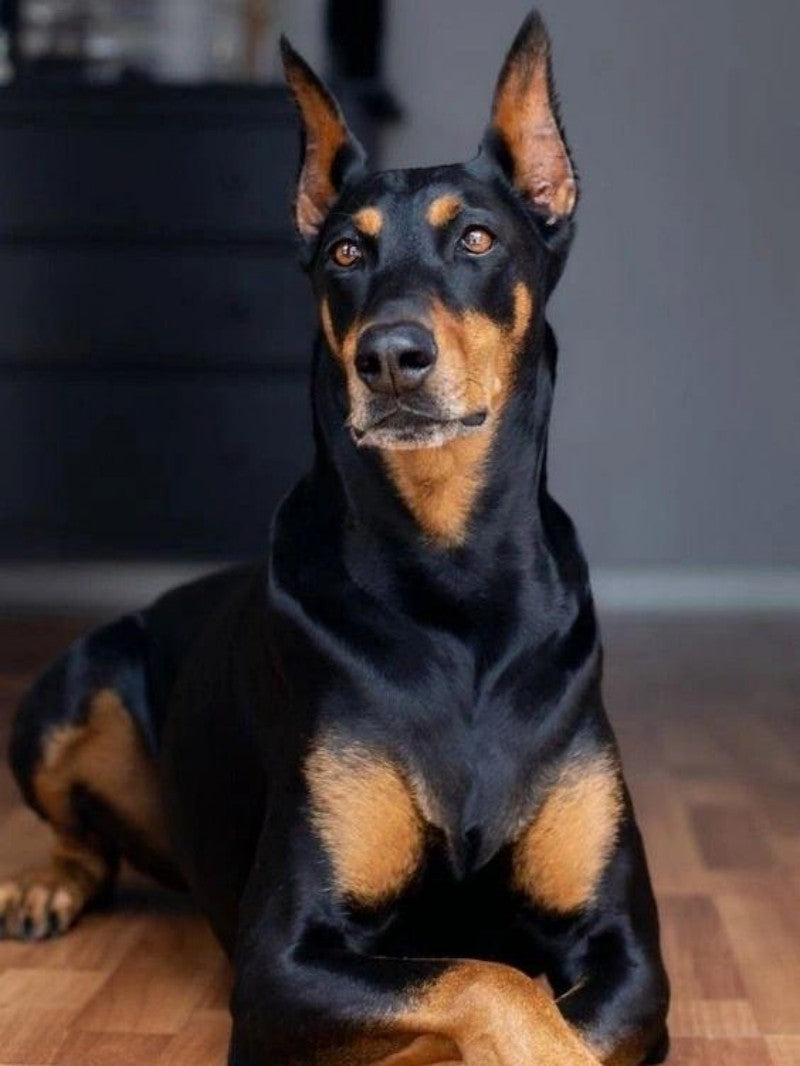 Dog Doberman | Diamond Painting