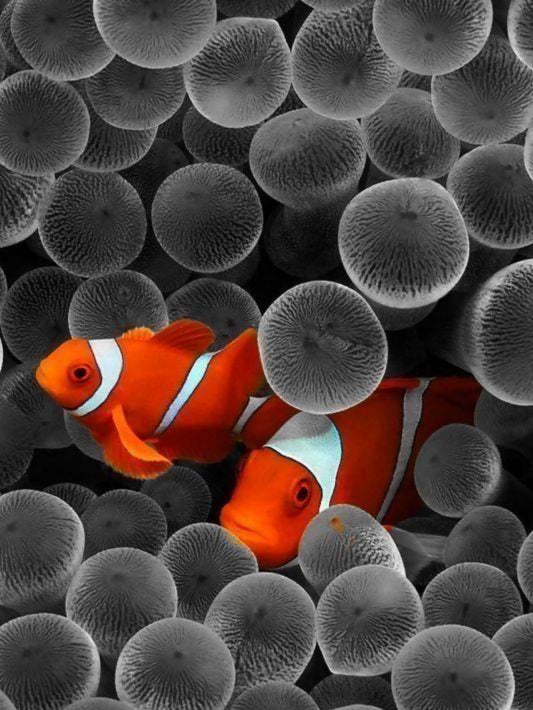 Clown Fish | Diamond Painting