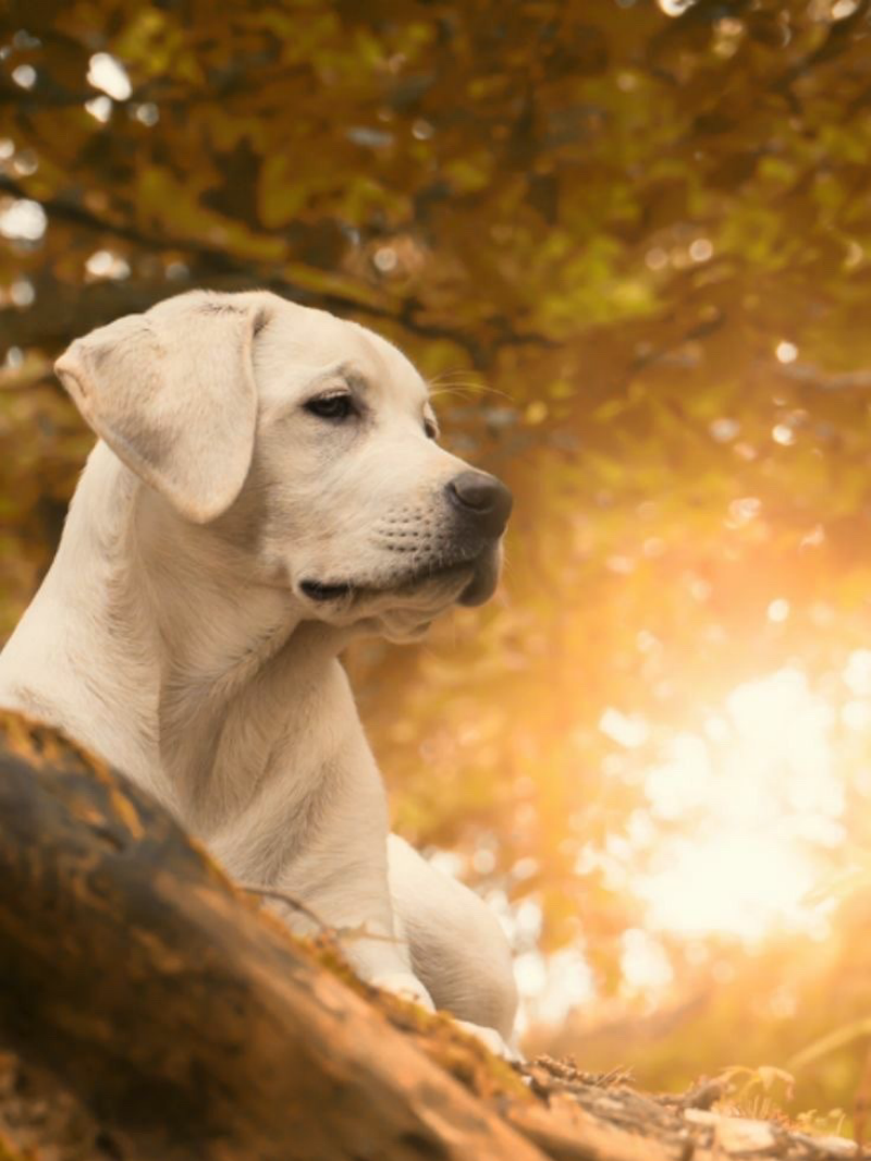 Yellow Labrador Dog | Diamond Painting