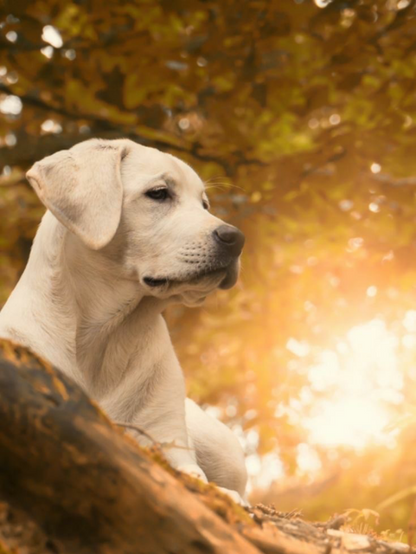 Yellow Labrador Dog | Diamond Painting