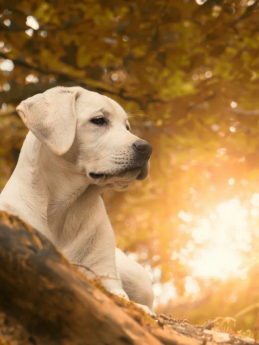 Yellow Labrador Dog | Diamond Painting