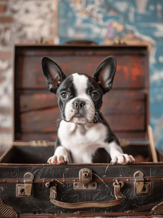 Boston Terrier Dog | Diamond Painting