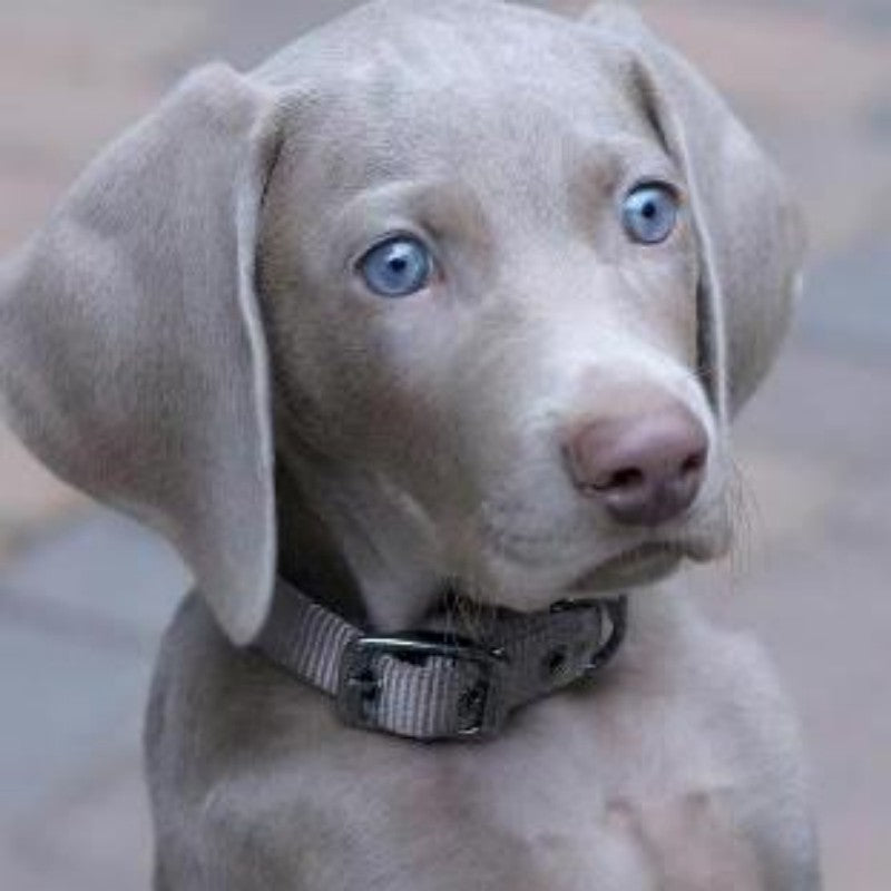 Weimaraner Dog | Diamond Painting