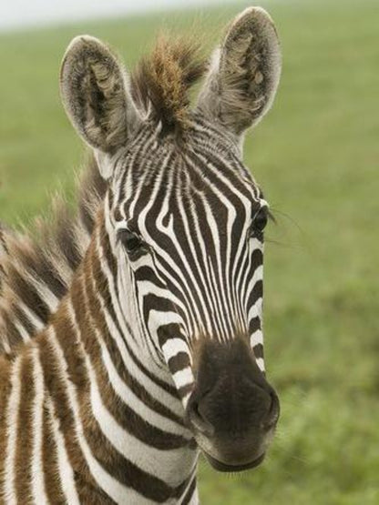 Zebra | Diamond Painting