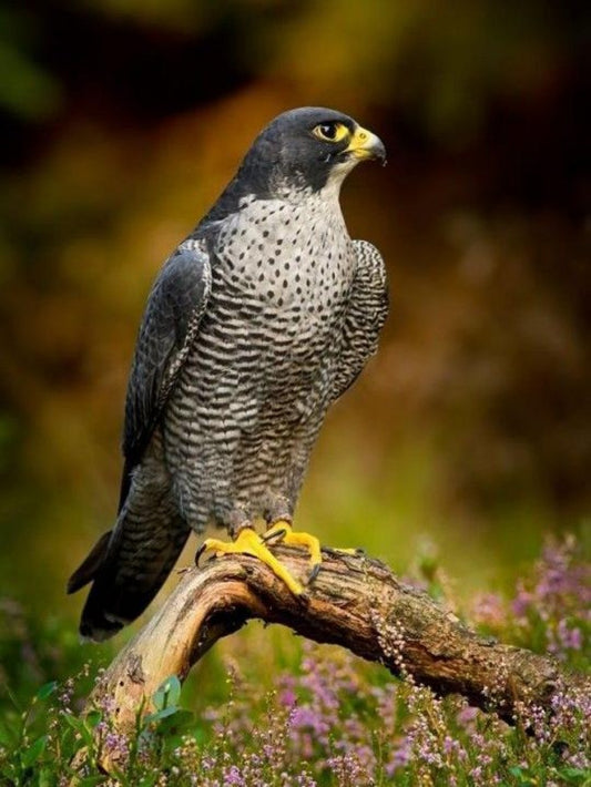 Falcon | Diamond Painting