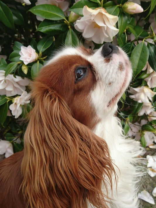 Dog Cavalier King Charles Spaniel | Diamond Painting