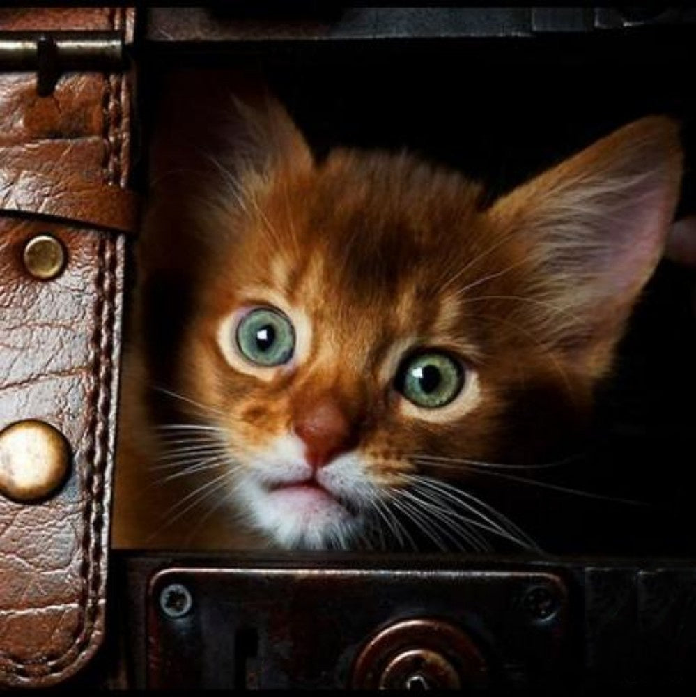 Abyssinian Cat | Diamond Painting