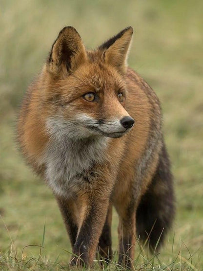 Fox | Diamond Painting