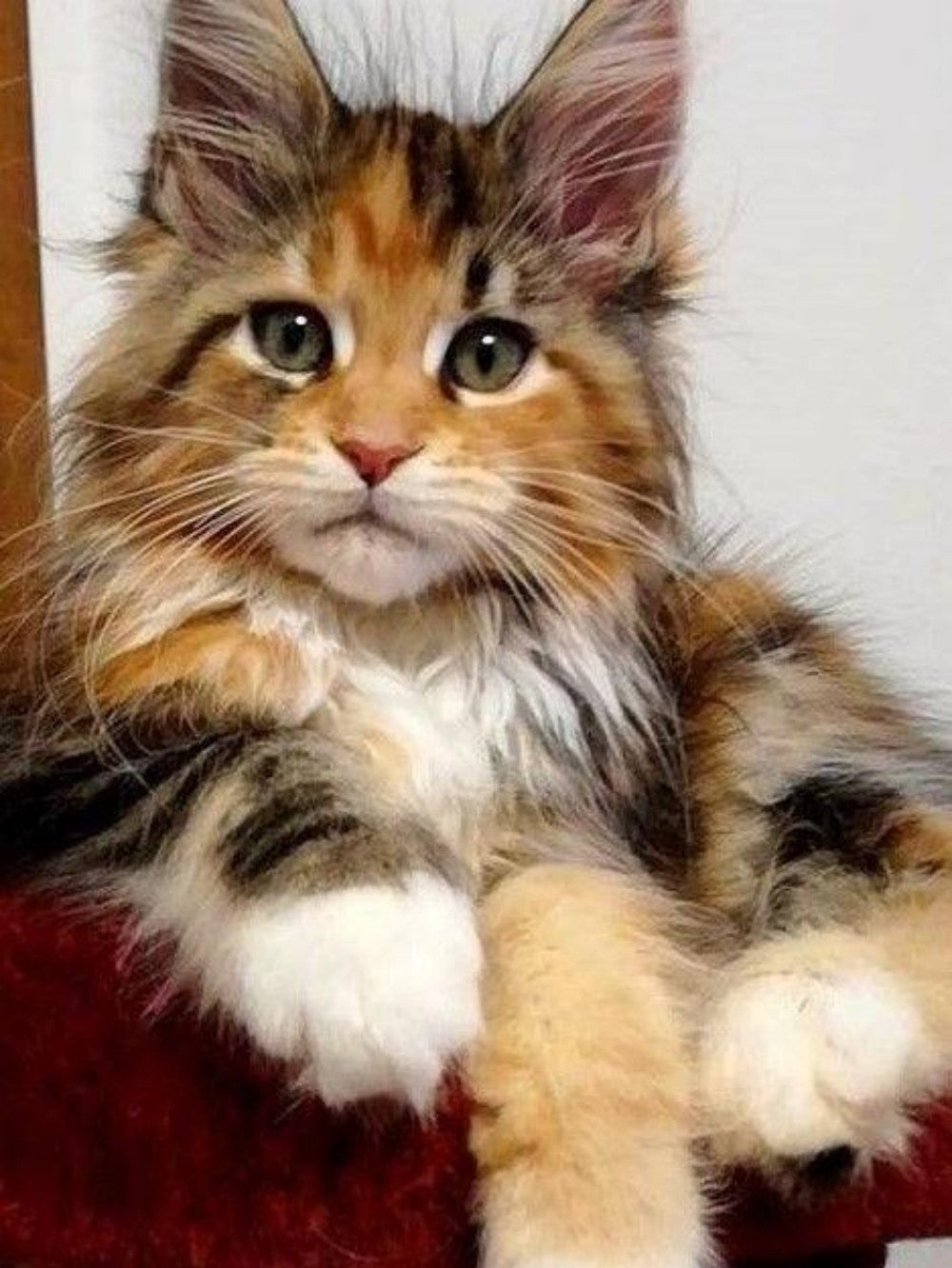 Maine Coon | Diamond Painting