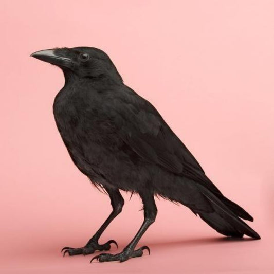 Crow | Diamond Painting