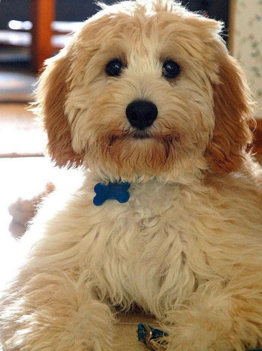 Goldendoodle Dog | Diamond Painting