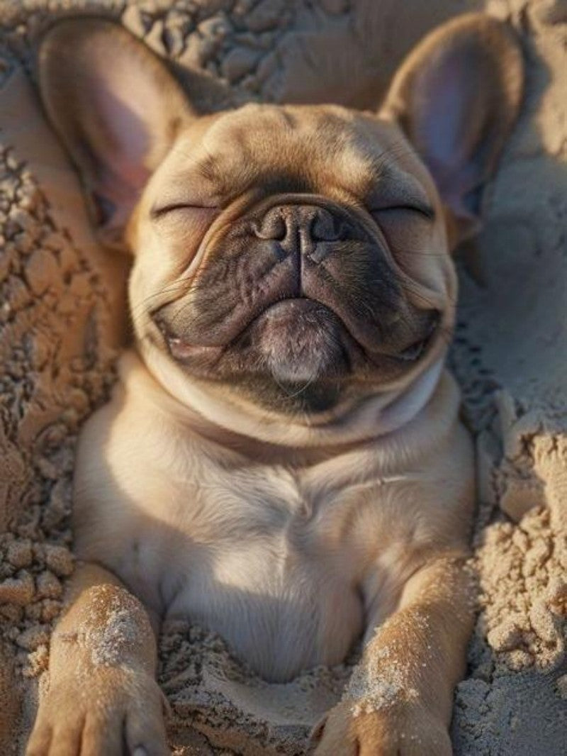 French Bulldog Dog | Diamond Painting