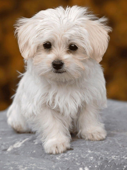 Havanese Dog | Diamond Painting