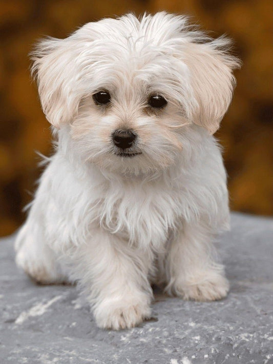 Havanese Dog | Diamond Painting