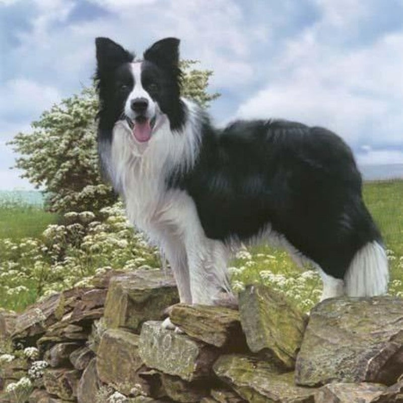 Dog Border Collie | Diamond Painting