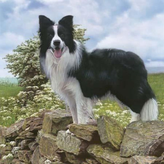 Dog Border Collie | Diamond Painting