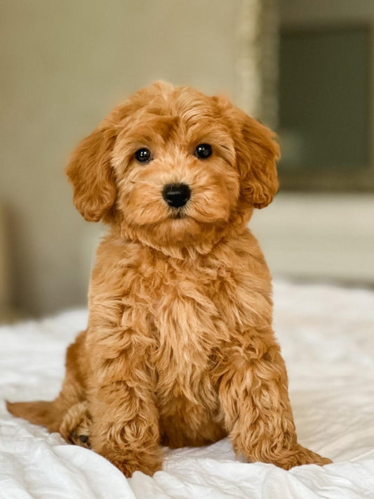 Poodle Dog | Diamond Painting