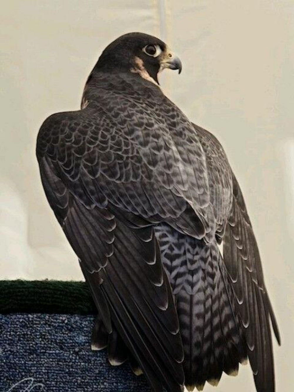 Falcon | Diamond Painting