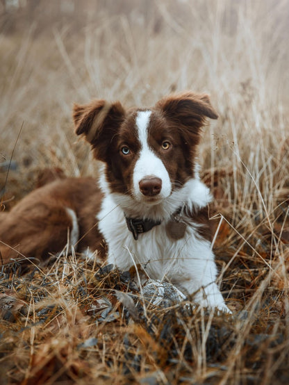 Dog Border Collie | Diamond Painting