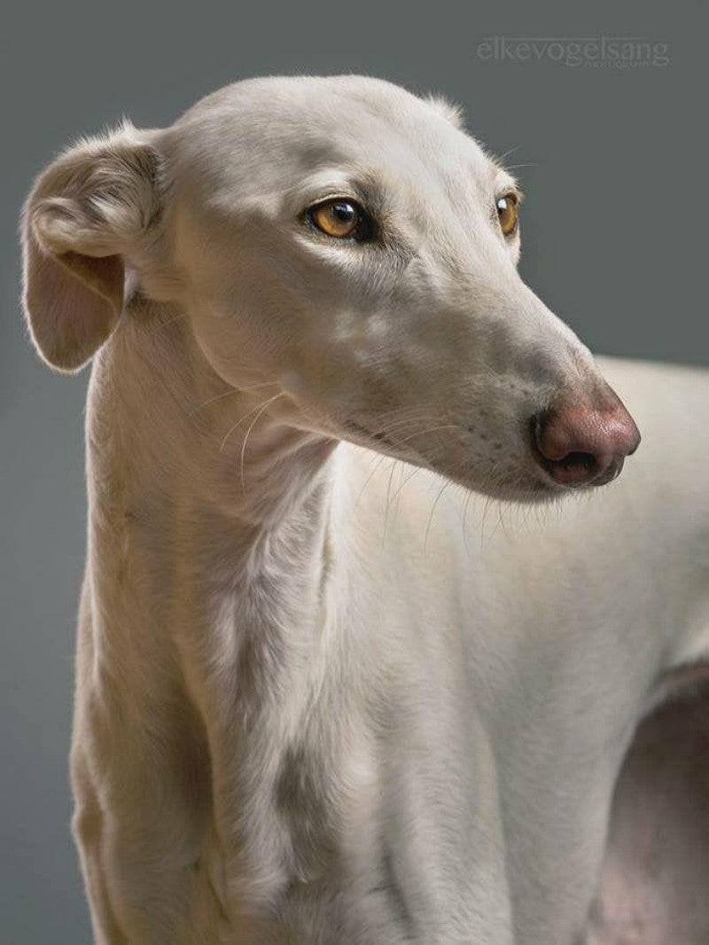 Whippet Dog | Diamond Painting