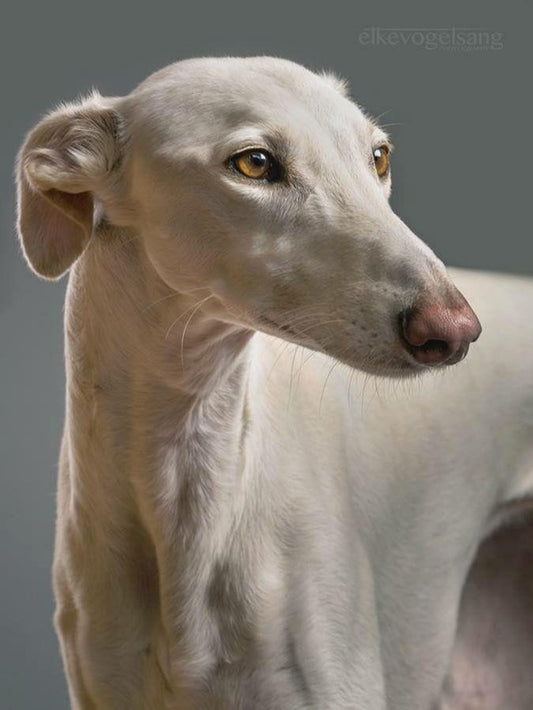 Whippet Dog | Diamond Painting