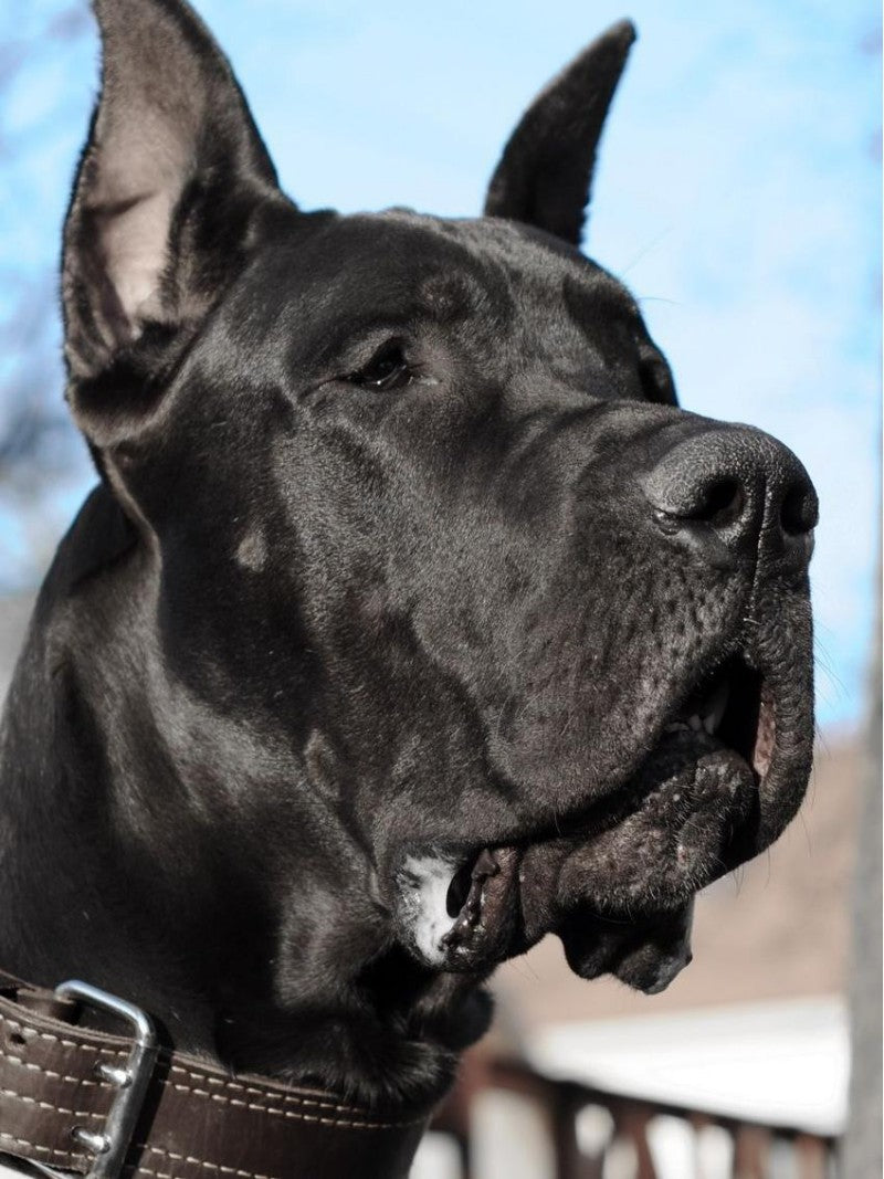 Dog Great Dane | Diamond Painting