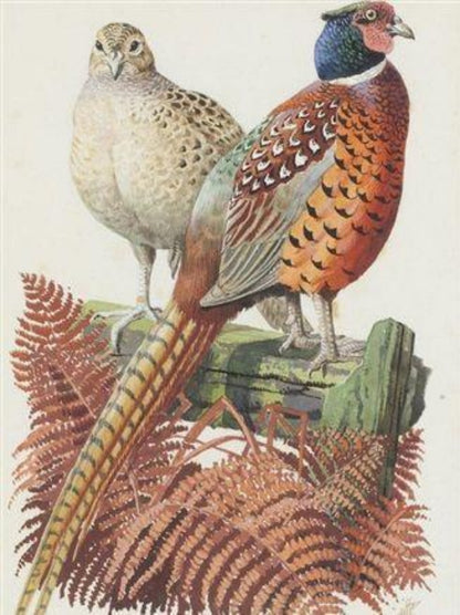 Pheasant | Diamond Painting