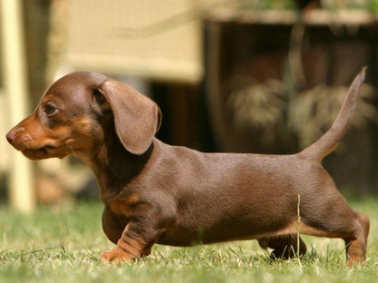 Dachshund Dog | Diamond Painting