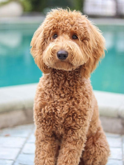 Labradoodle Dog | Diamond Painting