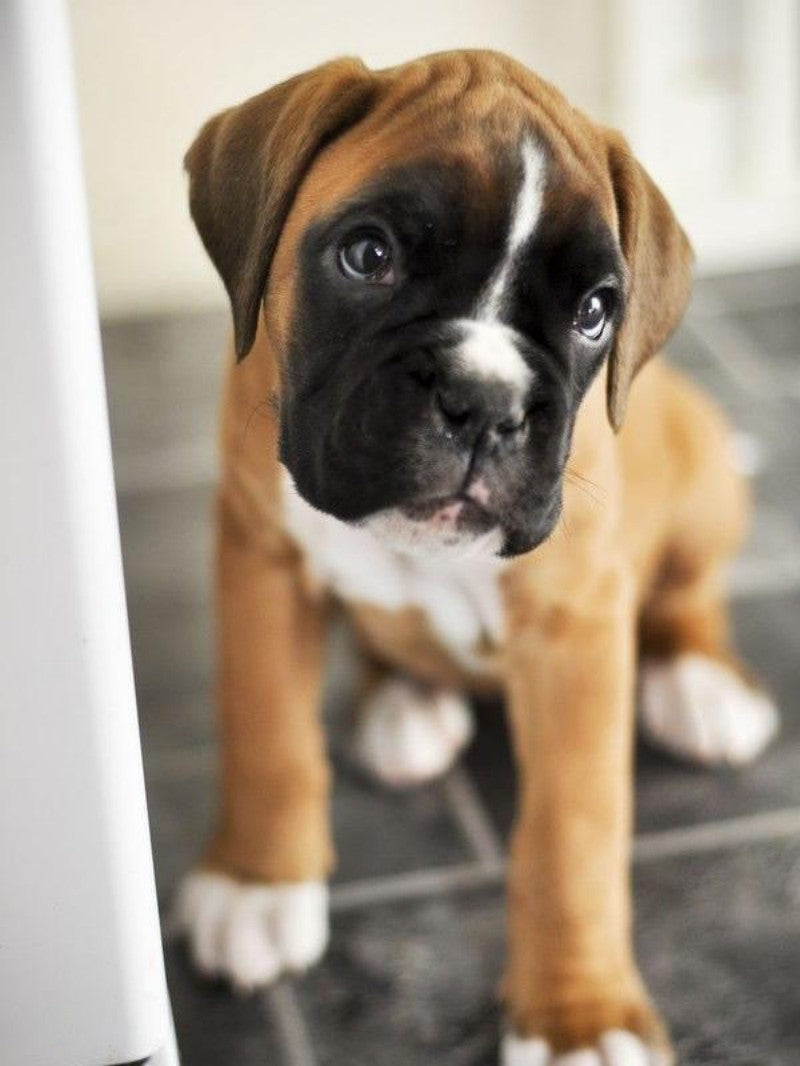 Boxer Dog | Diamond Painting