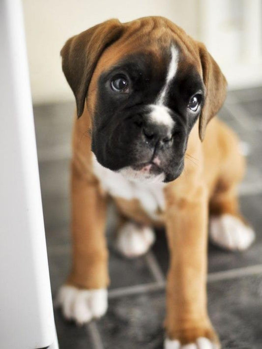 Boxer Dog | Diamond Painting