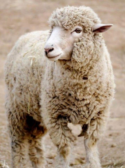 Sheep | Diamond Painting