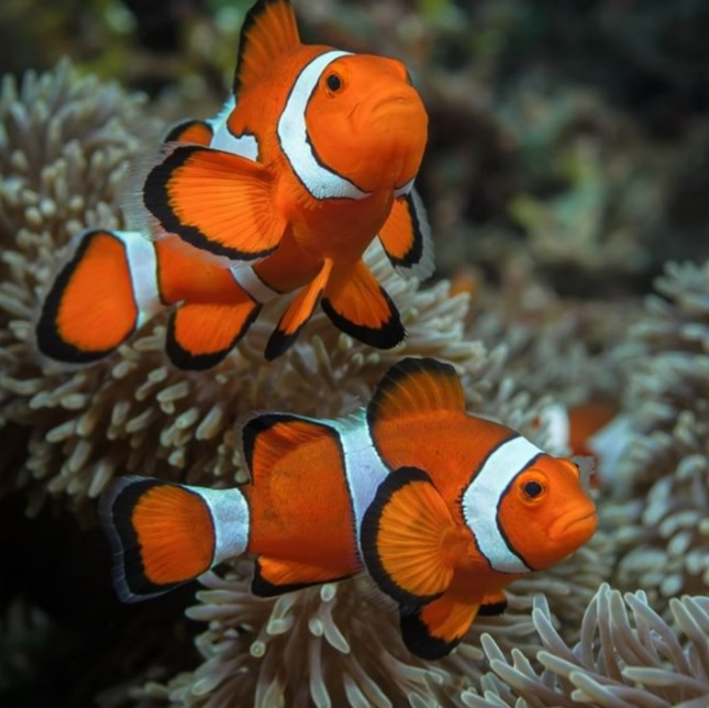Clown Fish | Diamond Painting