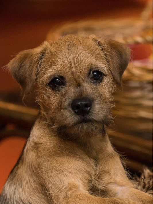 Dog Border Terrier | Diamond Painting