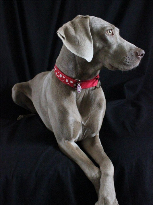 Weimaraner Dog | Diamond Painting