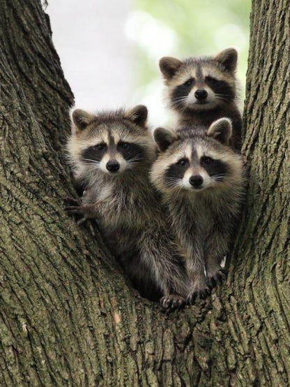 Raccoon | Diamond Painting