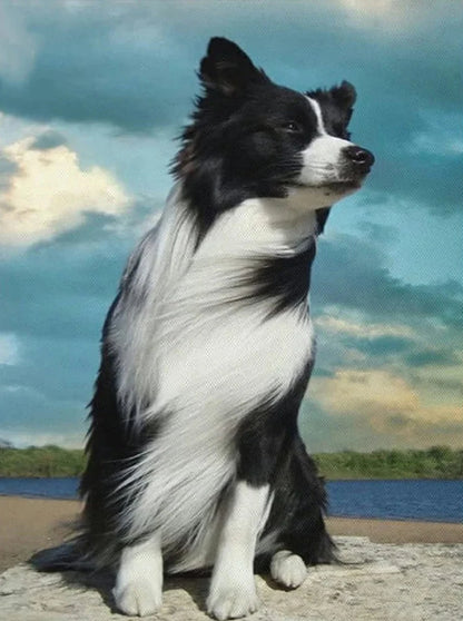 Dog Border Collie | Diamond Painting
