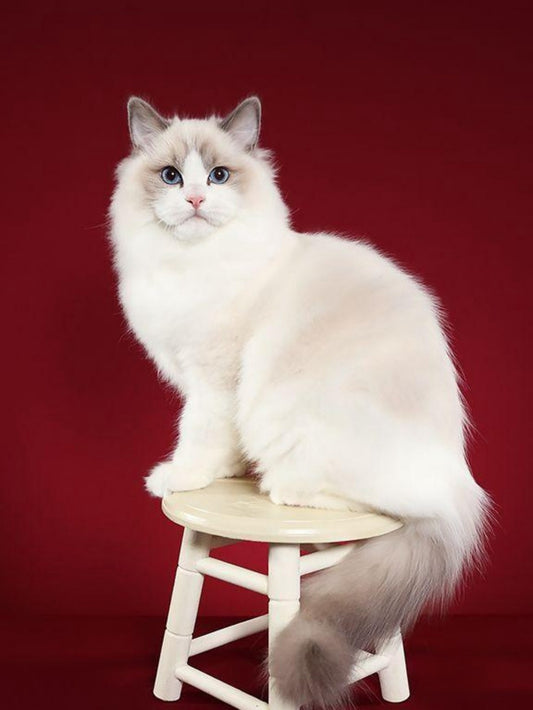 Ragdoll Cat | Diamond Painting
