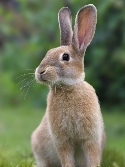 Rabbit | Diamond Painting