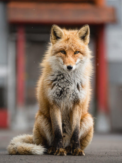 Fox | Diamond Painting