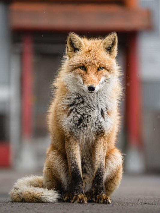 Fox | Diamond Painting